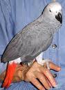 african grey