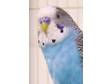 Adopt Bert a Budgie/Budgerigar