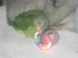 Pacific Parrotlets