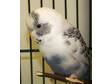 Adopt Smokey a Budgie/Budgerigar