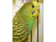 Adopt Billy a Budgie/Budgerigar