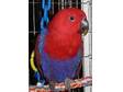 Parrots for sale