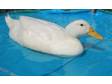 Adopt Sassafras a Duck