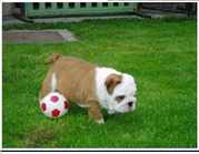  Healthy Male And Female English Bulldog Puppies For Adoption