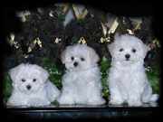  Lovely Maltese Puppies for adoption 