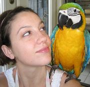 Gorgeous Pair of Blue and Gold Macaw Parrots,  