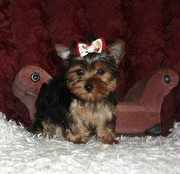 Male And Female Lovely And Cute Yorkies Puppies