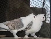 German Owl Pigeons , King Pigeons For sale