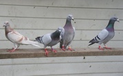 Racing Homer Pigeons for sale