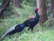   Swinhoe's Pheasant For sale