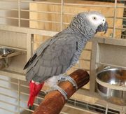 African grey parrot 