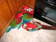   Pair of Scarlet macaws for sale.