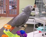  Baby African Congo Greys on sale.