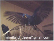 Tamed Talking pair of hyacinth macaws for adoption