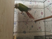 Breeder Pineapple greencheek female