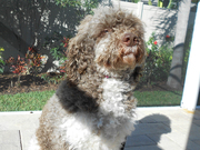 Australian Labradoodle For Sale