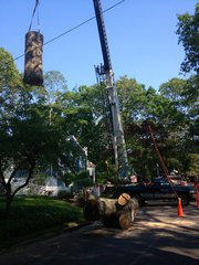 Top Rated Tree Removal Services