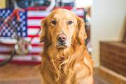 Dog waste removal service
