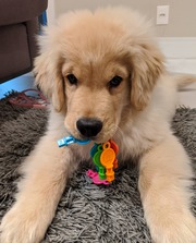 Lola (Mini golden retriever)