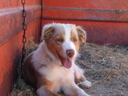 Purebred Miniature Australian Shepherds