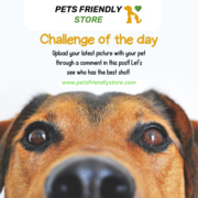 Pet Accessories – 50% OFF