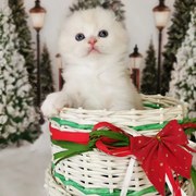 Munchkin kittens text at TEXT US AT (615) 864-0451