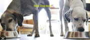 Best dry dog food. “Buy one,  get one free”