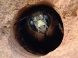 Pest control for carpenter bees from homes and businesses