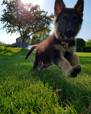 Unlock Your Dog's Potential with K9 Services Unlimited