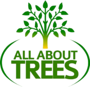 Tree Removal,  emergency tree services,  tree service