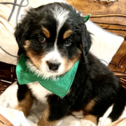 Dog Breeder Utah