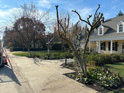 Tree stump removal | American Arbors Tree Service Inc