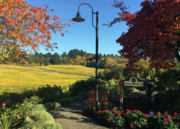 Willamette Valley Wine Tours