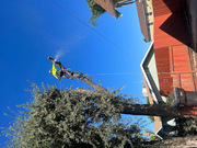 Emergency tree services | American Arbors Tree Service Inc