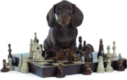 Develops your Dog's 