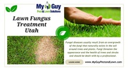 Say Goodbye to Lawn Fungus in Utah with My Guy Pest and Lawn