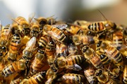 Refubees Bee Swarm Trap – Durable,  Reusable & Easy to Use