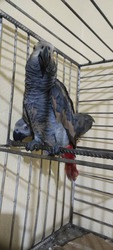 Adorable Africa Grey parrot for Sale 