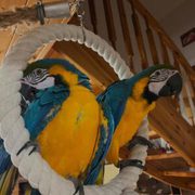Hand Fed Macaw parrots available