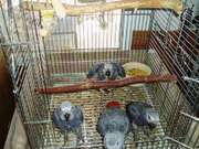 parrots and fertile parrot eggs for sale