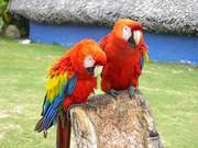 Hyacinth macaw parrots babies for sale. 