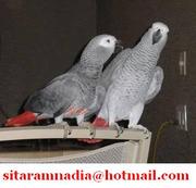 Talking african grey parrots