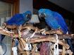 Hand Raised Hyacinth macaws for Adoption