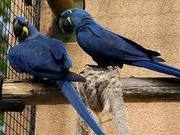 Hyacinth Macaws For Sale