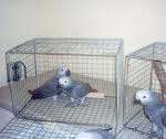 african grey parrots