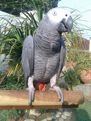 Beautiful Hand Feed Tamed Parrots For Adoption